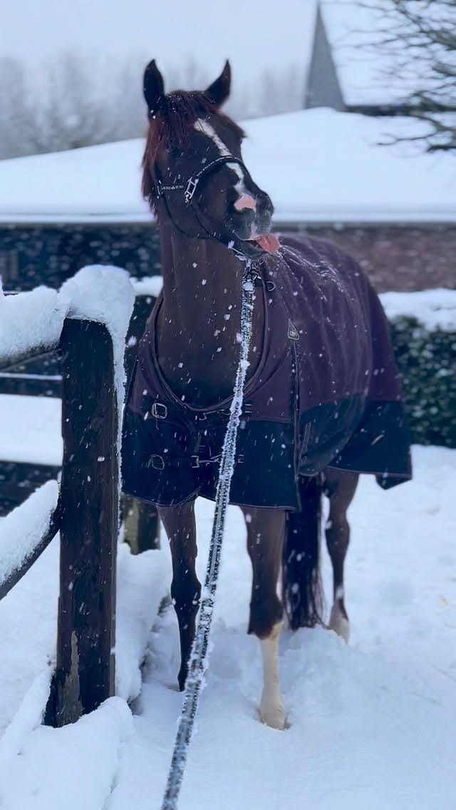 Post 2 by Lana | International Rider & Trainer, Ethical Horsemanship on Instagram (video)