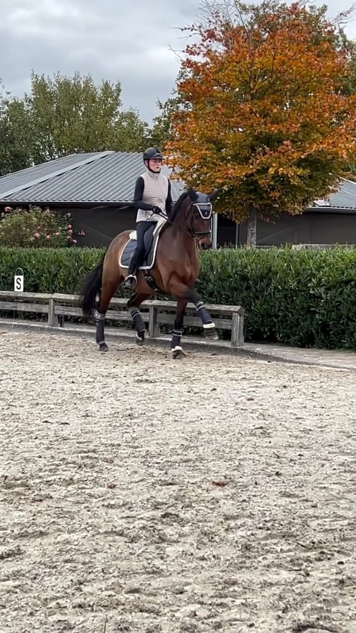 Post 5 by Lana | International Rider & Trainer, Ethical Horsemanship on Instagram (video)