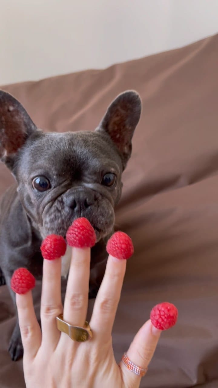 Post 5 by Ruby Blue Frenchie on Instagram (video)