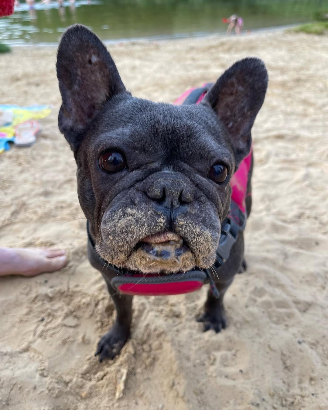 Post 7 by Ruby Blue Frenchie on Instagram (image)
