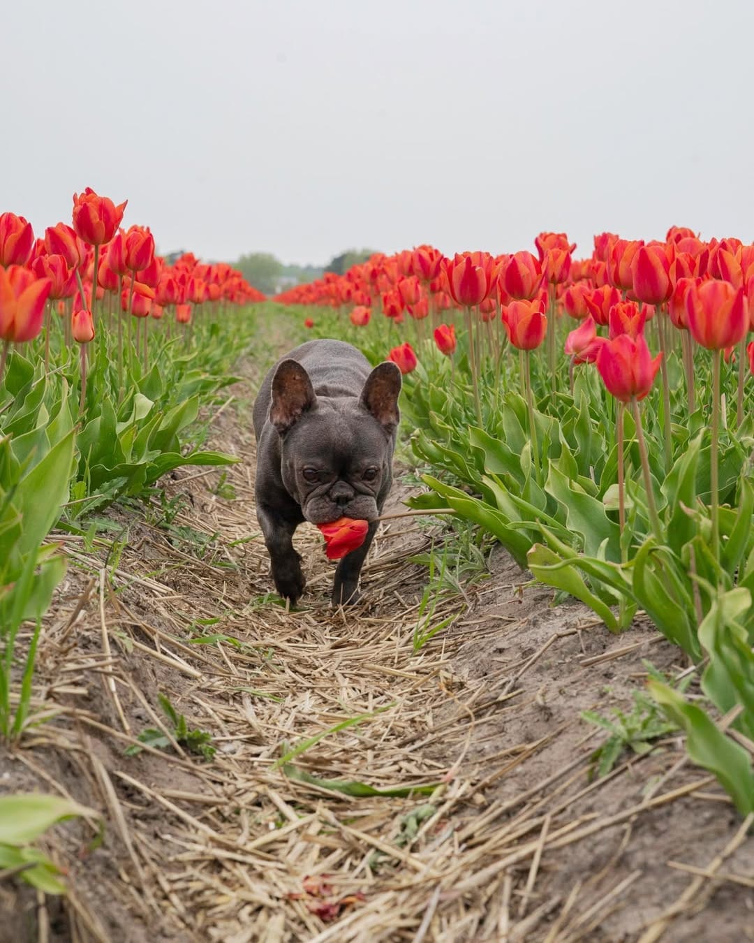 Post 9 by Ruby Blue Frenchie on Instagram (carousel)