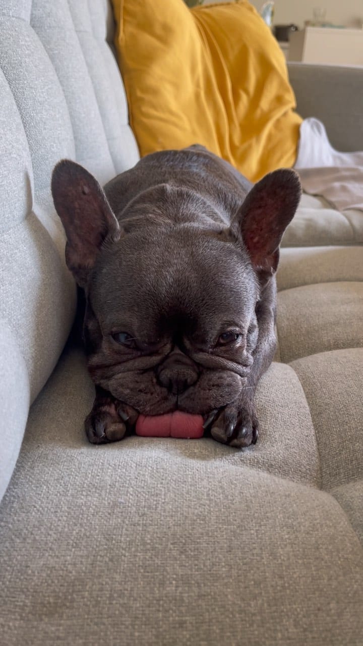 Post 6 by Ruby Blue Frenchie on Instagram (video)