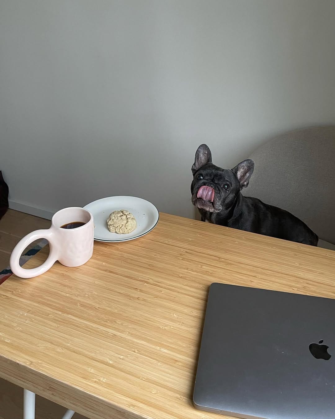 Post 2 by Ruby Blue Frenchie on Instagram (image)