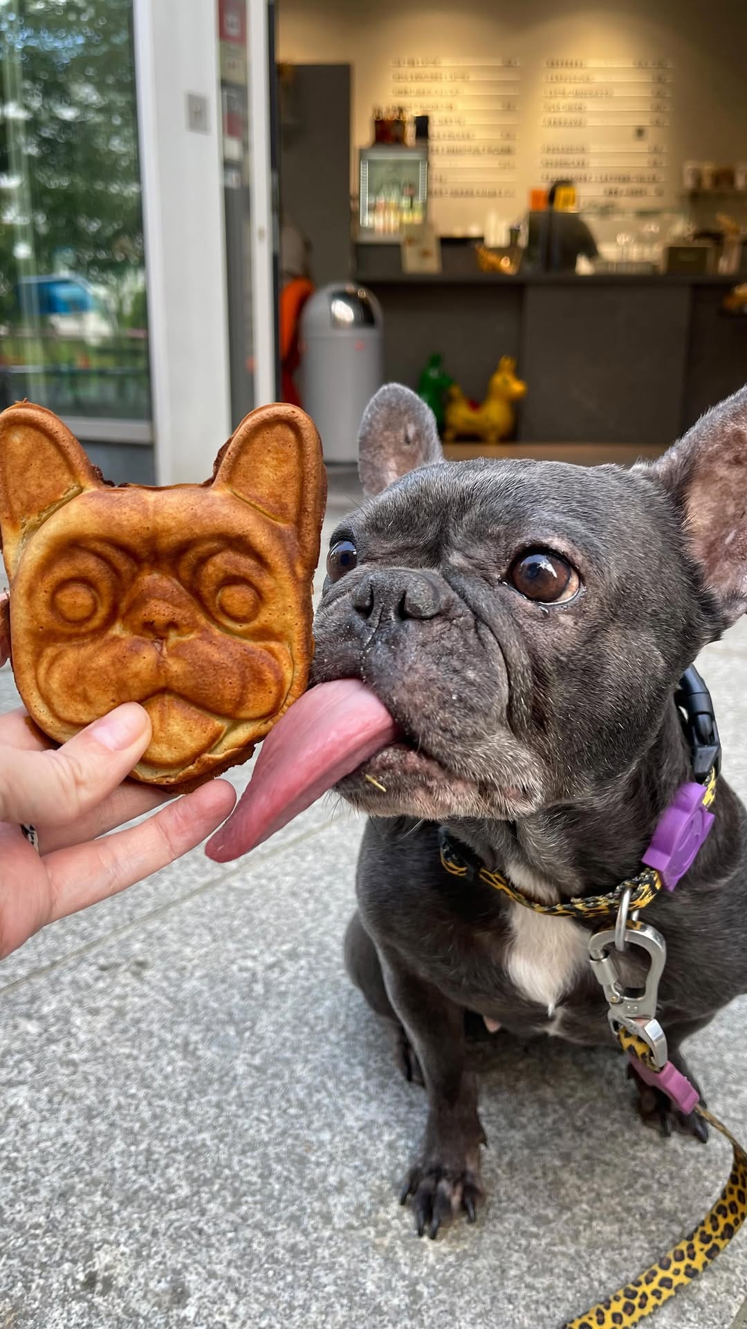 Post 1 by Ruby Blue Frenchie on Instagram (video)