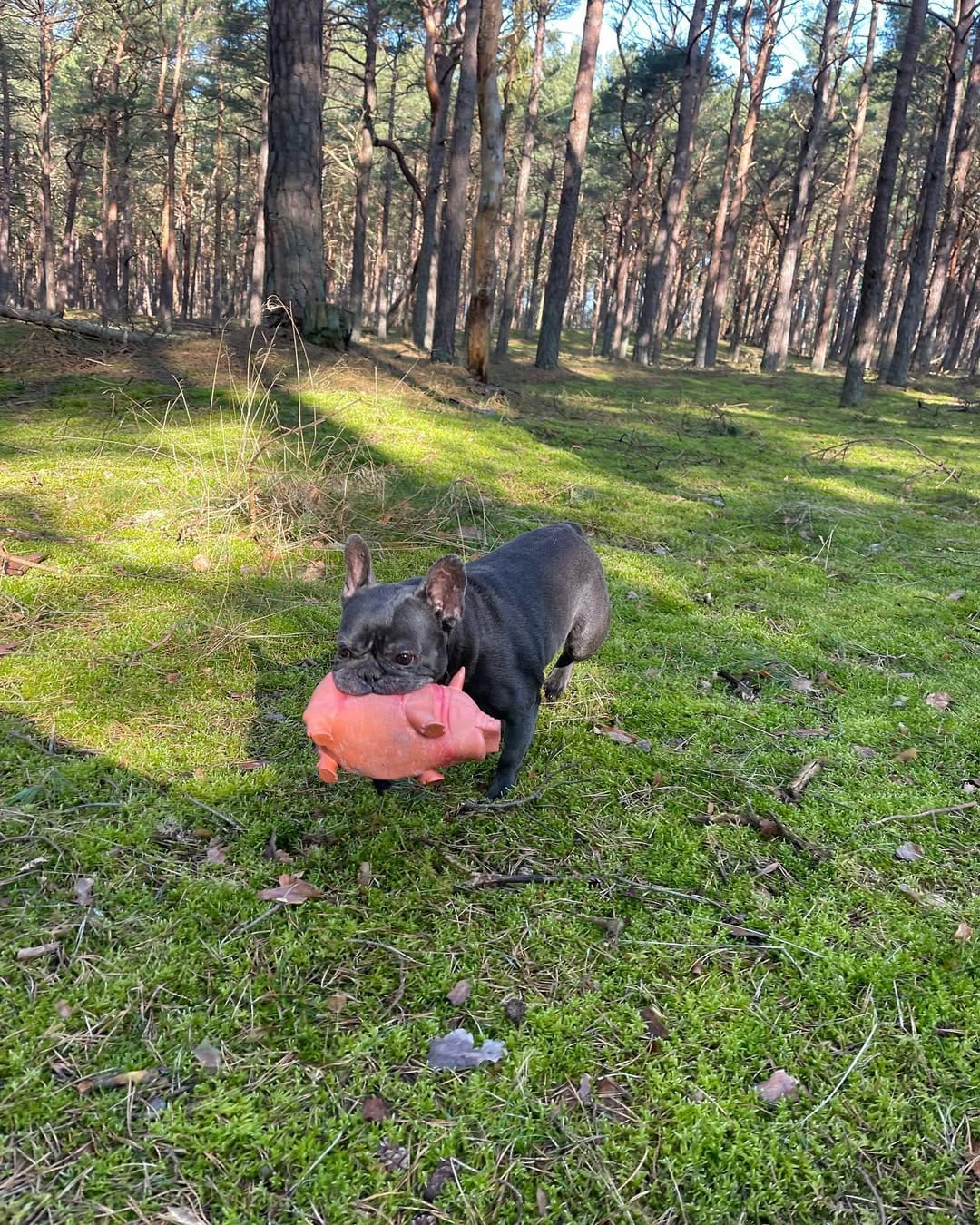 Post 4 by Ruby Blue Frenchie on Instagram (carousel)