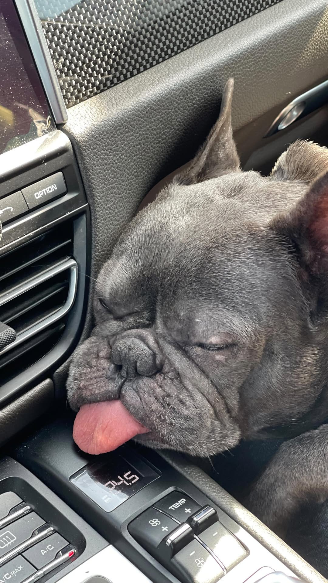 Post 10 by Ruby Blue Frenchie on Instagram (video)