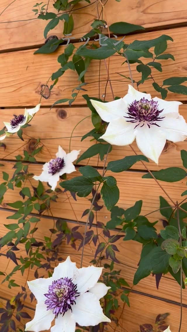 Post 4 by iisago nursery & garden on Instagram (video)