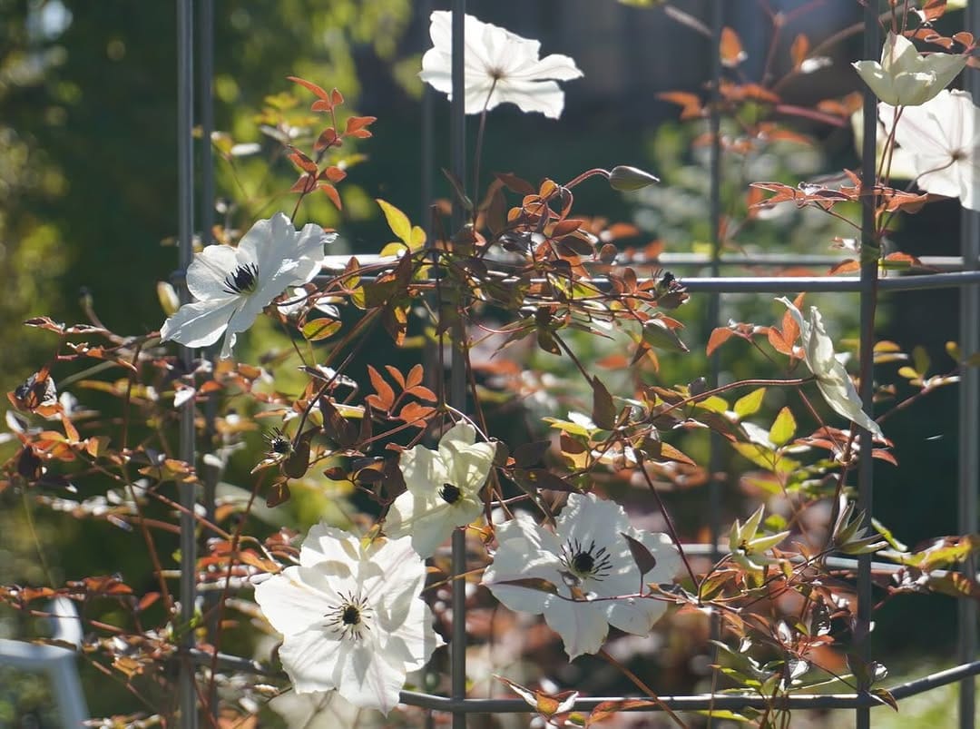 Post 7 by iisago nursery & garden on Instagram (carousel)