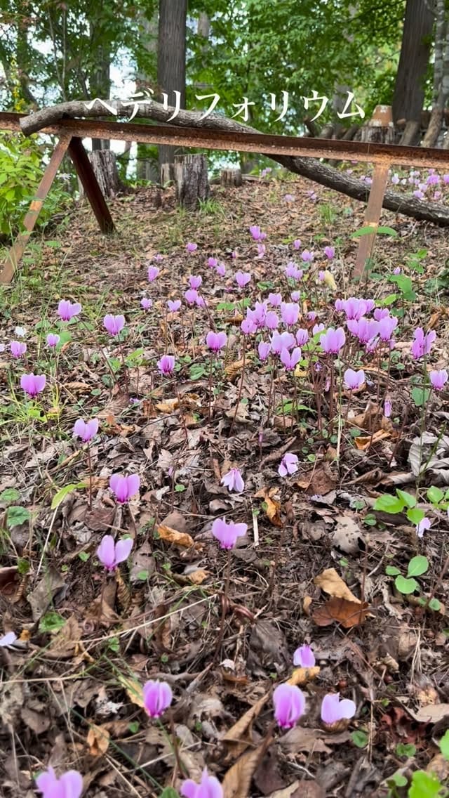 Post 10 by iisago nursery & garden on Instagram (video)