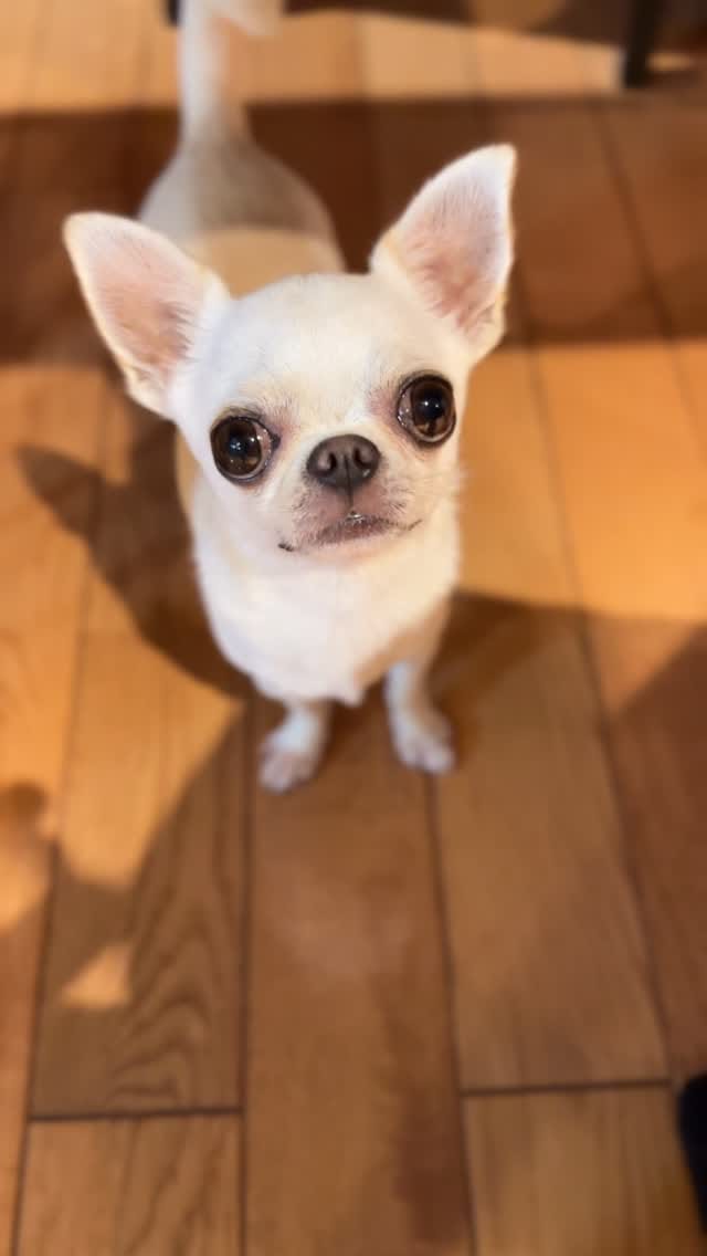 Post 1 by チワワ兄弟のサクラともみじ　chihuahua’s life on Instagram (video)