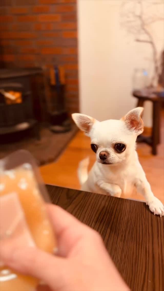 Post 4 by チワワ兄弟のサクラともみじ　chihuahua’s life on Instagram (video)