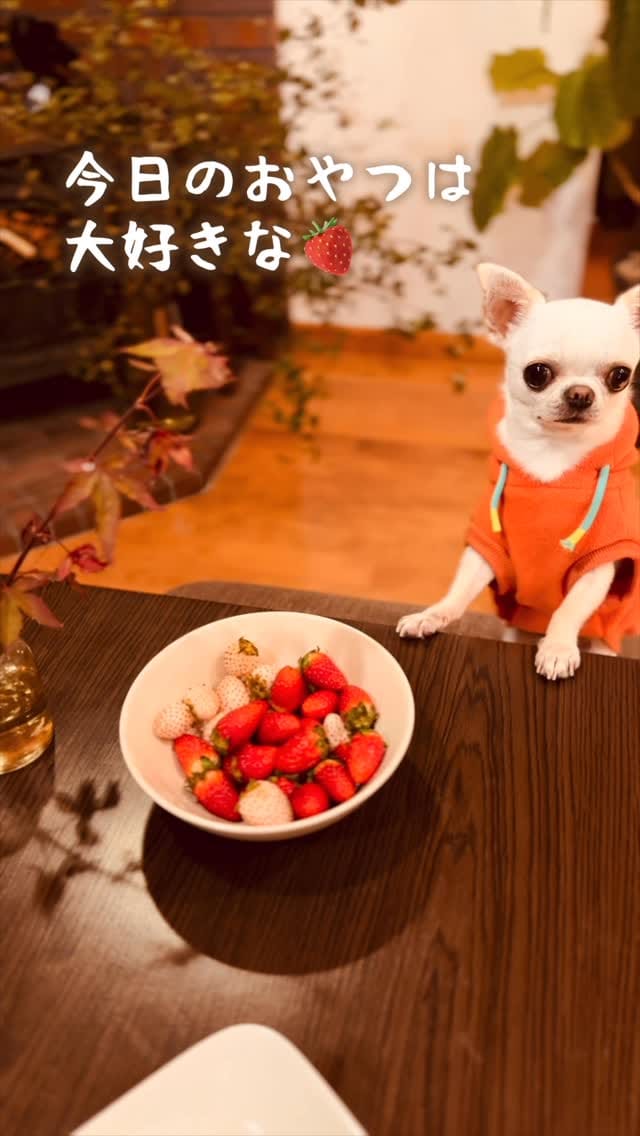 Post 6 by チワワ兄弟のサクラともみじ　chihuahua’s life on Instagram (video)