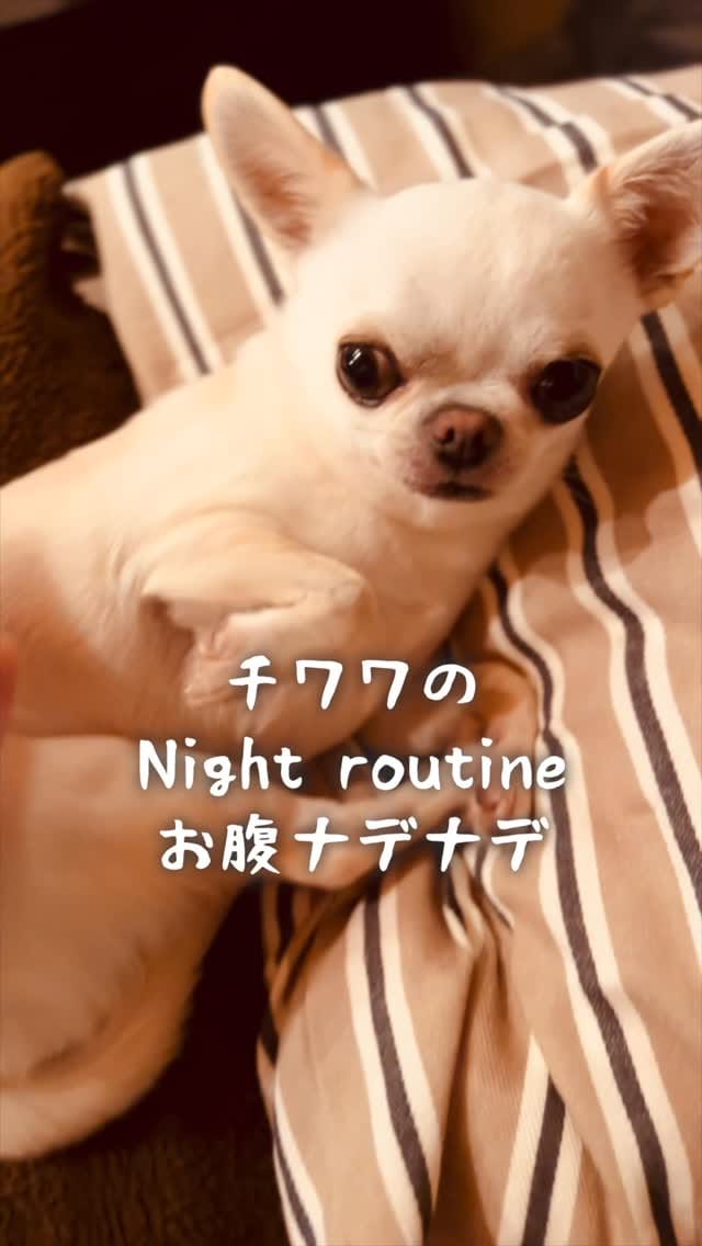 Post 3 by チワワ兄弟のサクラともみじ　chihuahua’s life on Instagram (video)