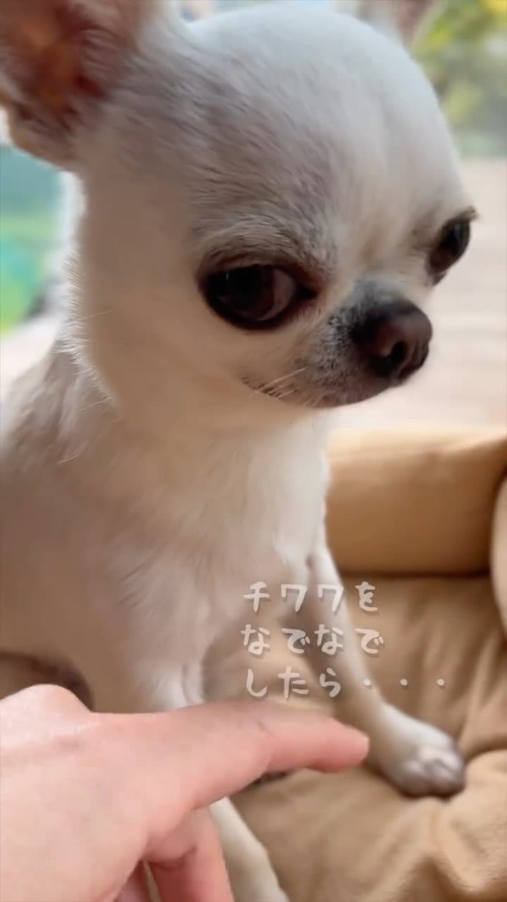 Post 2 by チワワ兄弟のサクラともみじ　chihuahua’s life on Instagram (video)