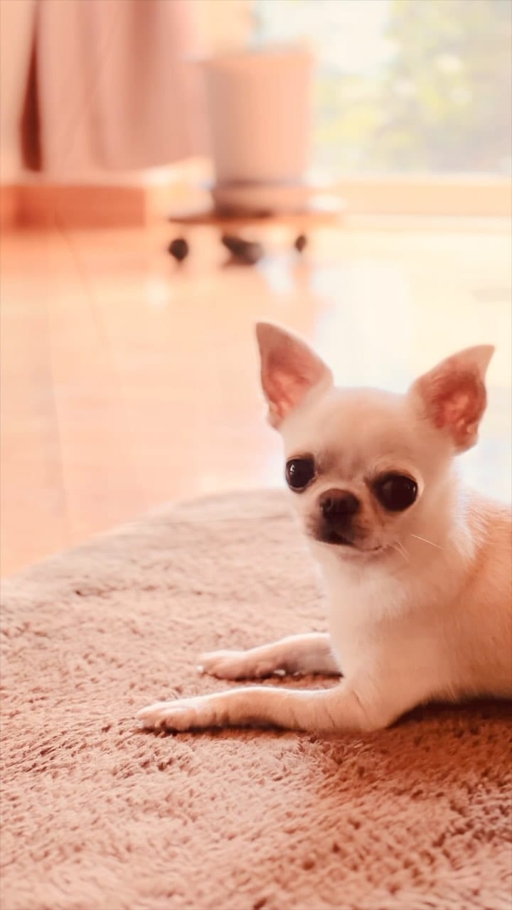 Post 10 by チワワ兄弟のサクラともみじ　chihuahua’s life on Instagram (video)