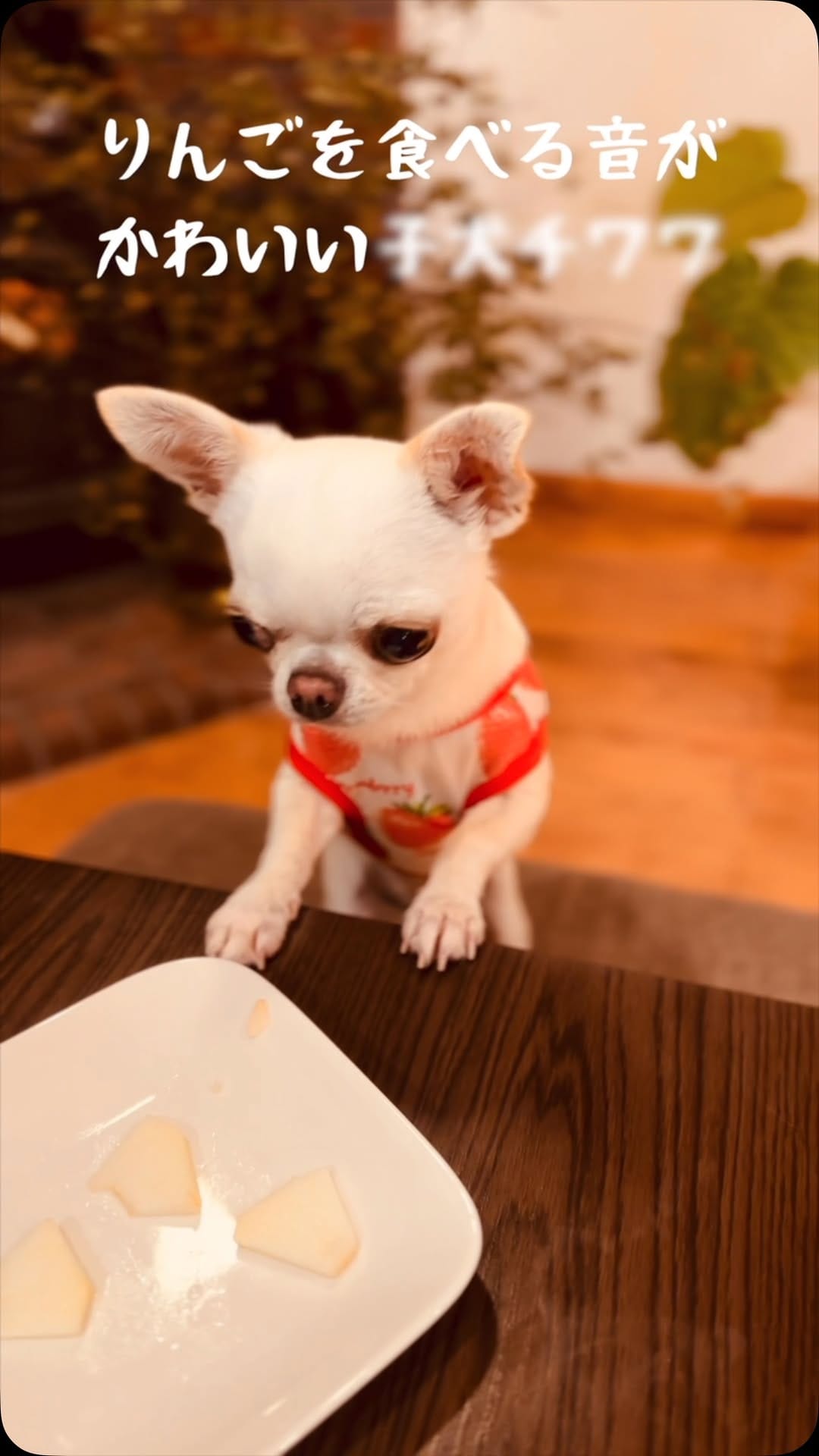Post 8 by チワワ兄弟のサクラともみじ　chihuahua’s life on Instagram (video)
