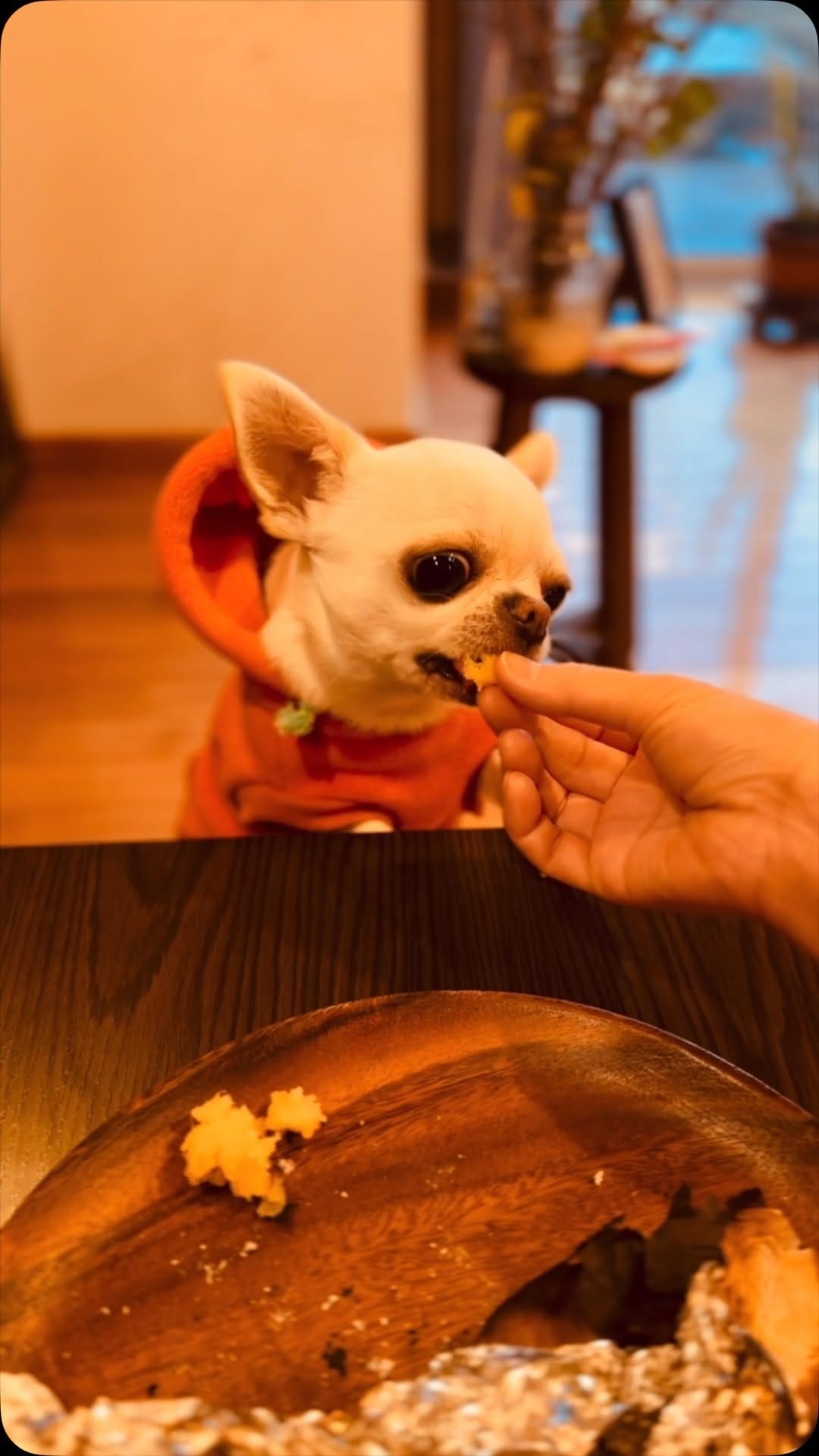 Post 5 by チワワ兄弟のサクラともみじ　chihuahua’s life on Instagram (video)