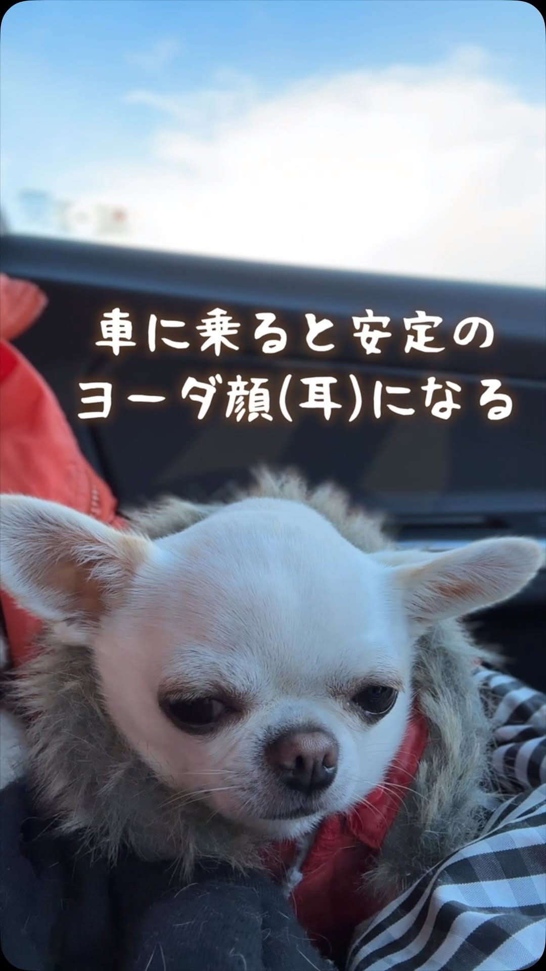 Post 7 by チワワ兄弟のサクラともみじ　chihuahua’s life on Instagram (video)