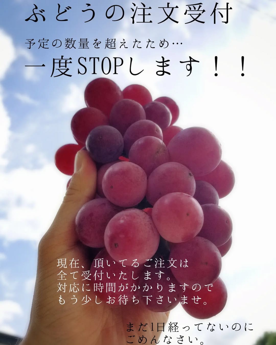 Post 10 by BiancaFarm on Instagram (image)