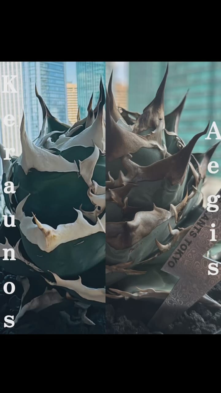 Post 4 by ZEUS PLANTS TOKYO on Instagram (video)