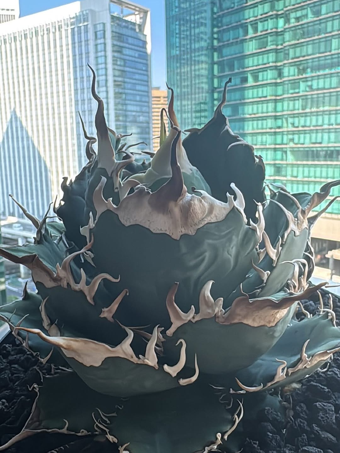 Post 3 by ZEUS PLANTS TOKYO on Instagram (carousel)