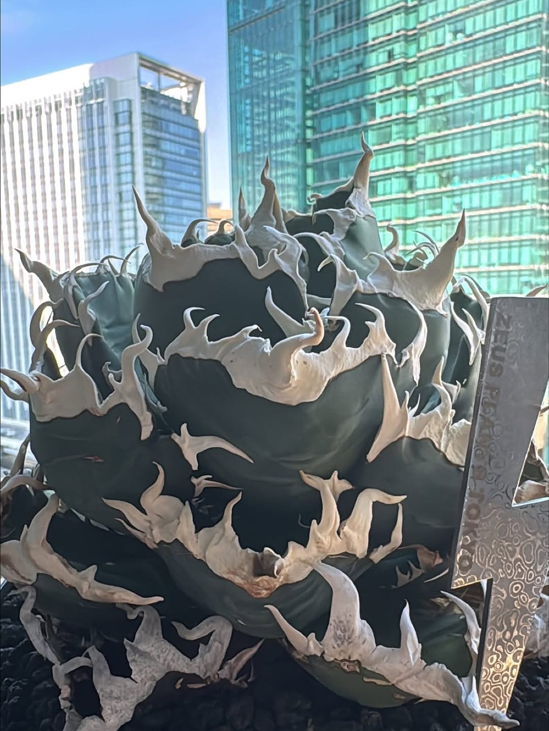 Post 6 by ZEUS PLANTS TOKYO on Instagram (carousel)