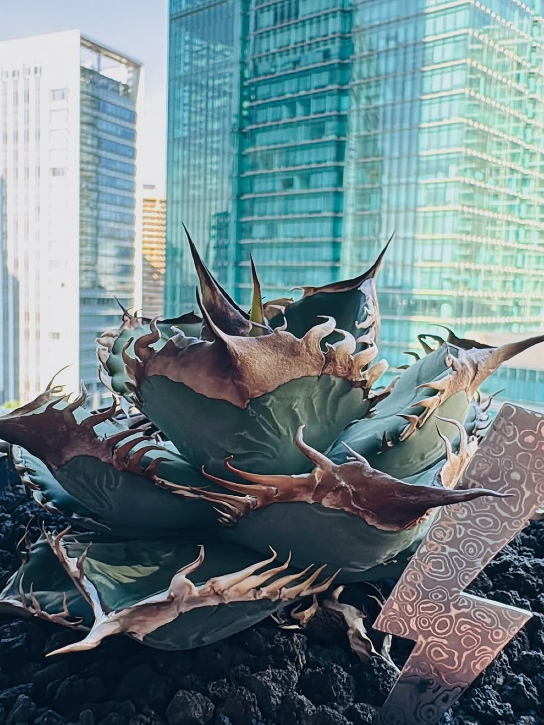 Post 8 by ZEUS PLANTS TOKYO on Instagram (carousel)