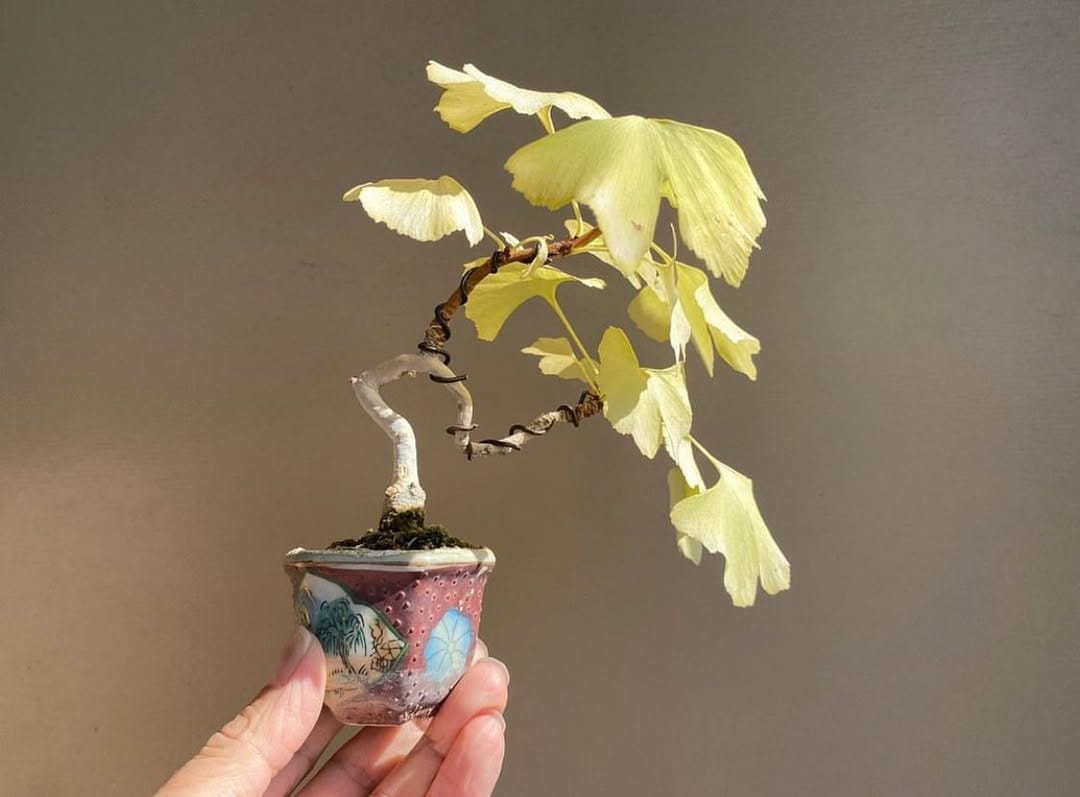 Post 8 by BONSAI MAFIA on Instagram (image)