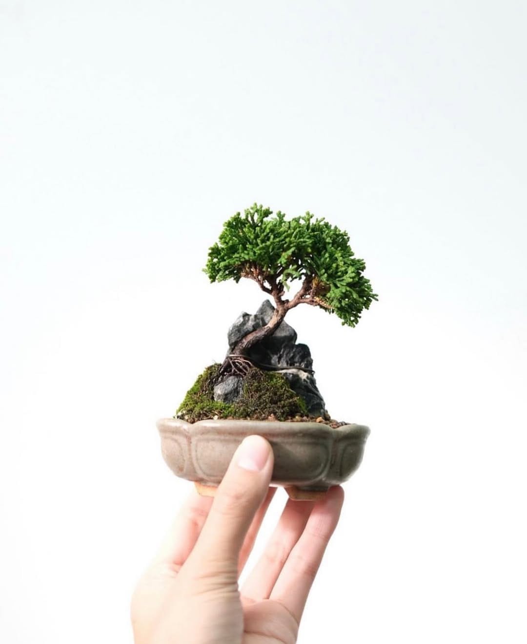 Post 7 by BONSAI MAFIA on Instagram (image)