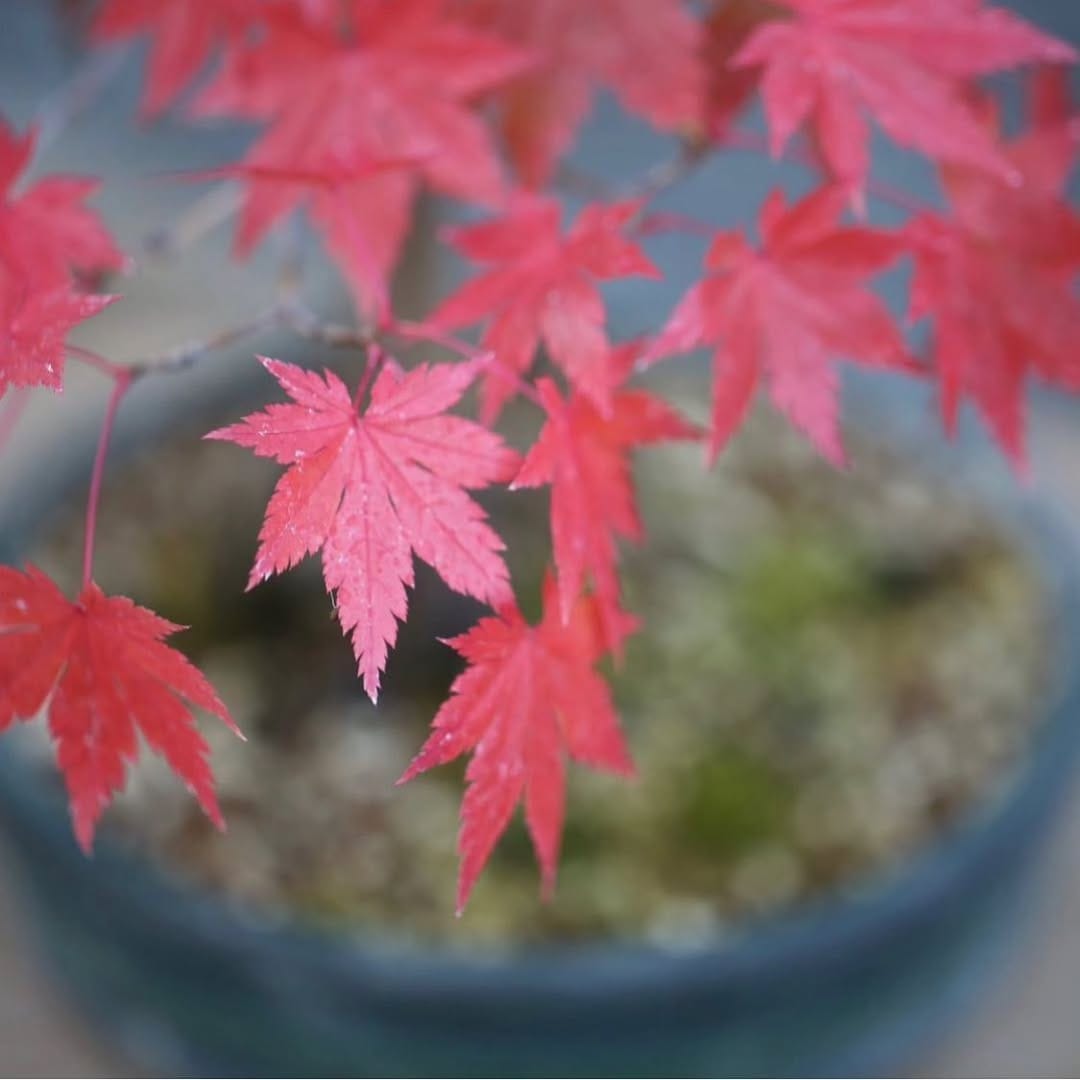 Post 2 by BONSAI MAFIA on Instagram (image)