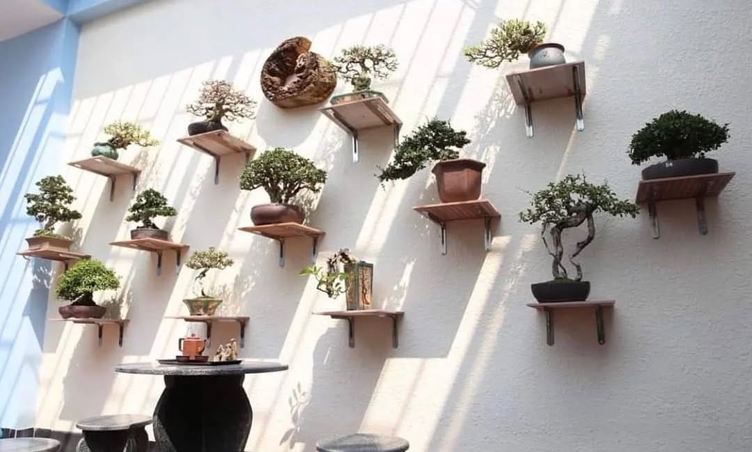Post 4 by BONSAI MAFIA on Instagram (image)