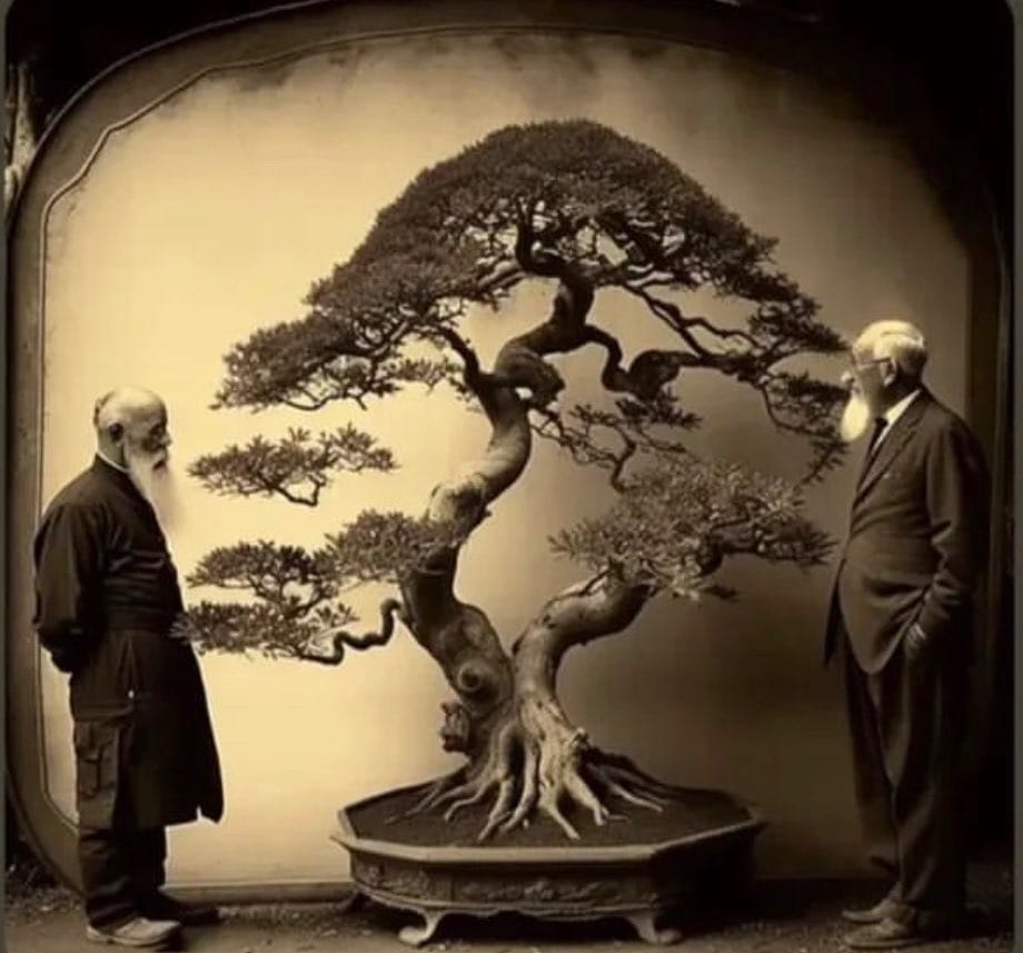 Post 5 by BONSAI MAFIA on Instagram (image)
