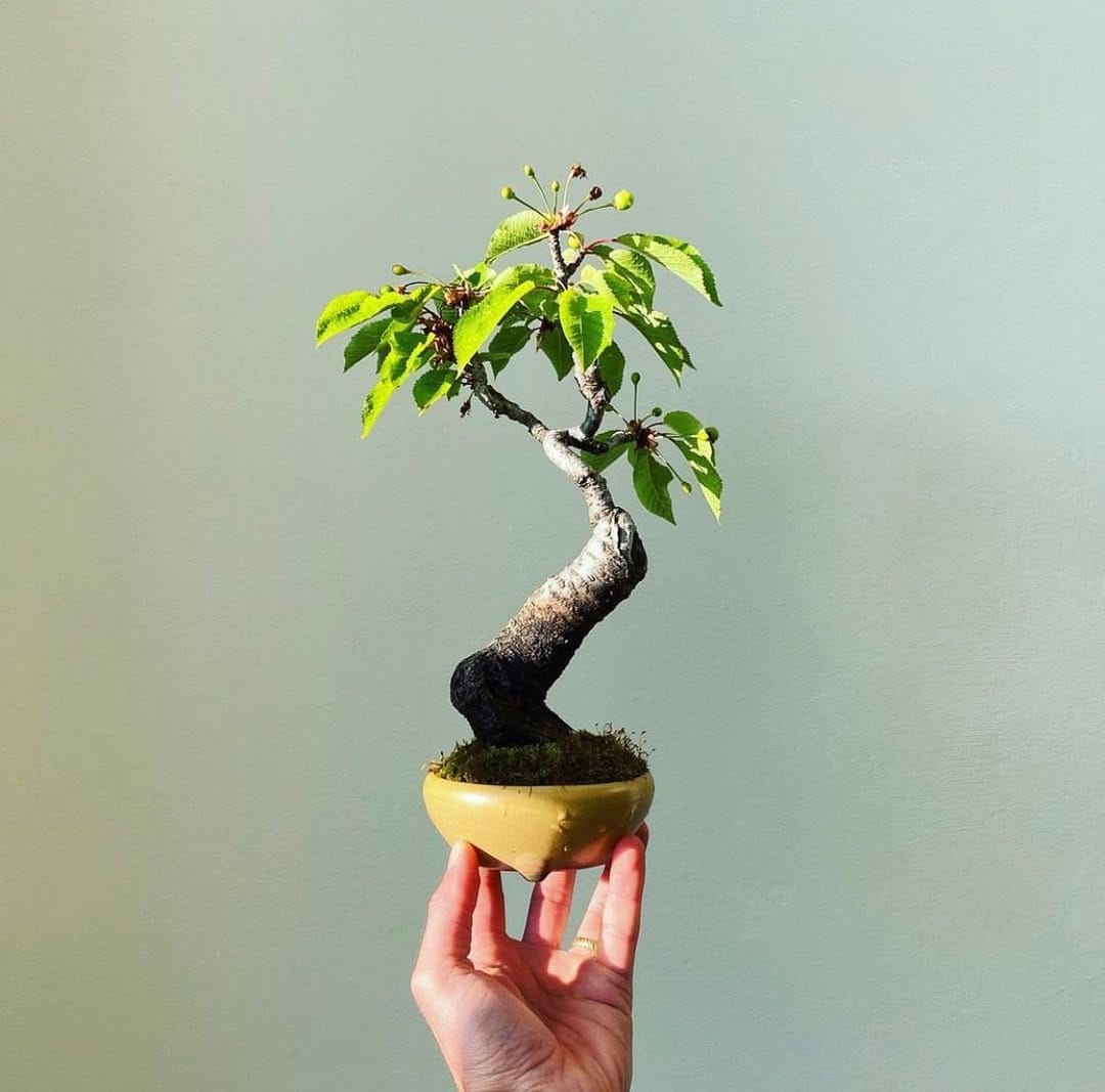 Post 3 by BONSAI MAFIA on Instagram (image)