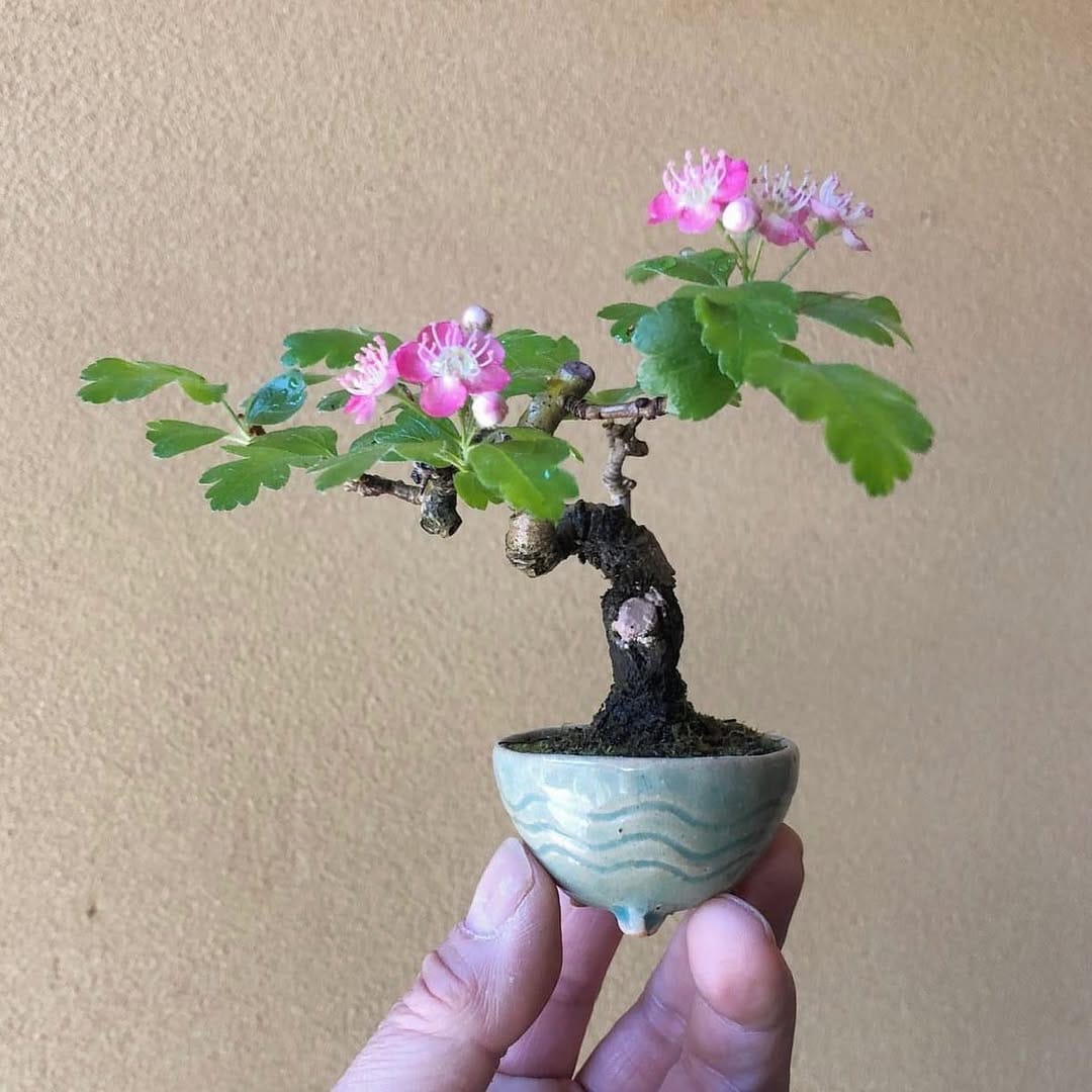 Post 10 by BONSAI MAFIA on Instagram (image)
