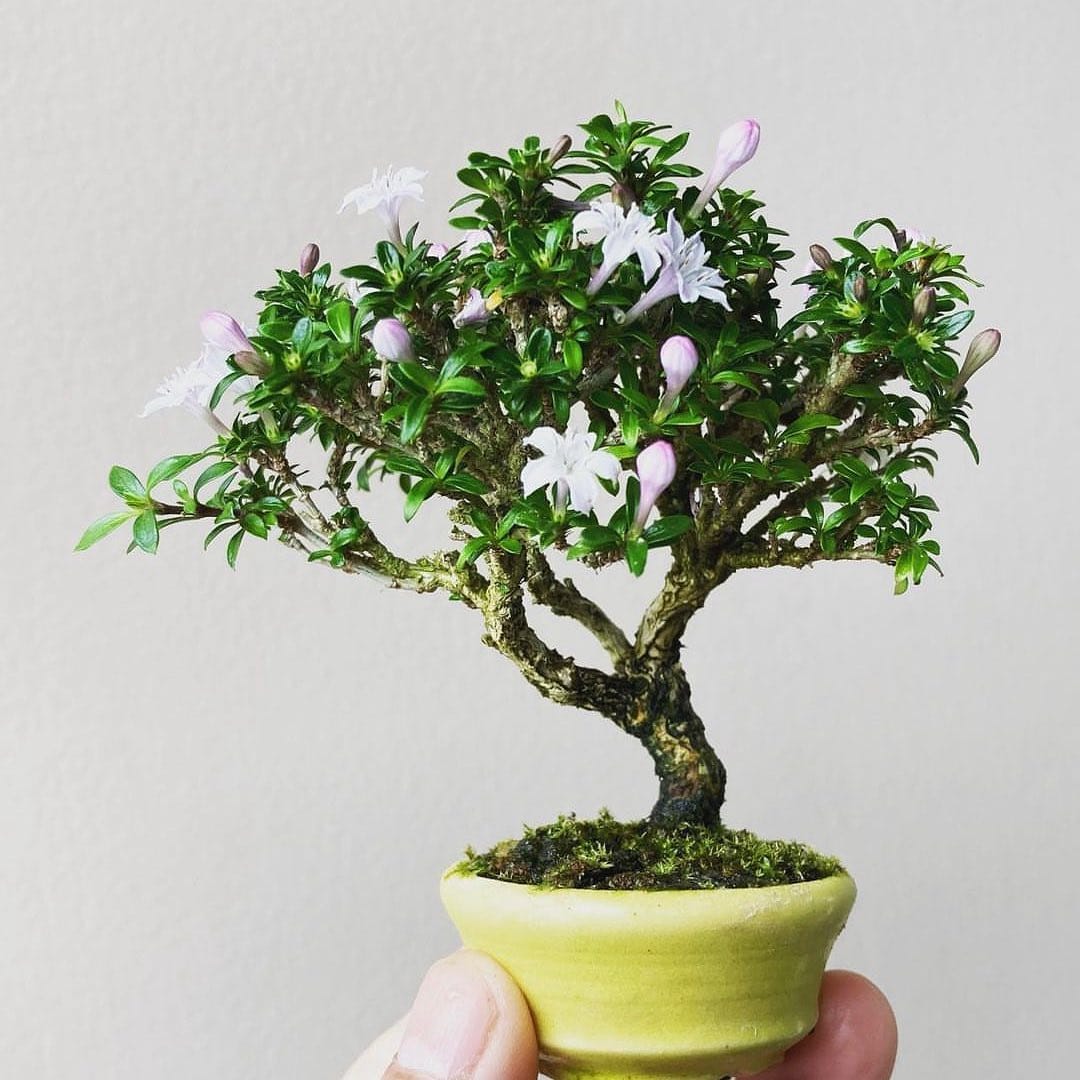 Post 9 by BONSAI MAFIA on Instagram (image)