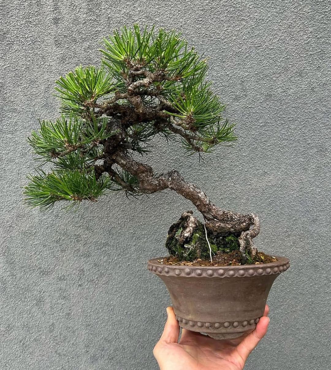 Post 6 by BONSAI MAFIA on Instagram (image)