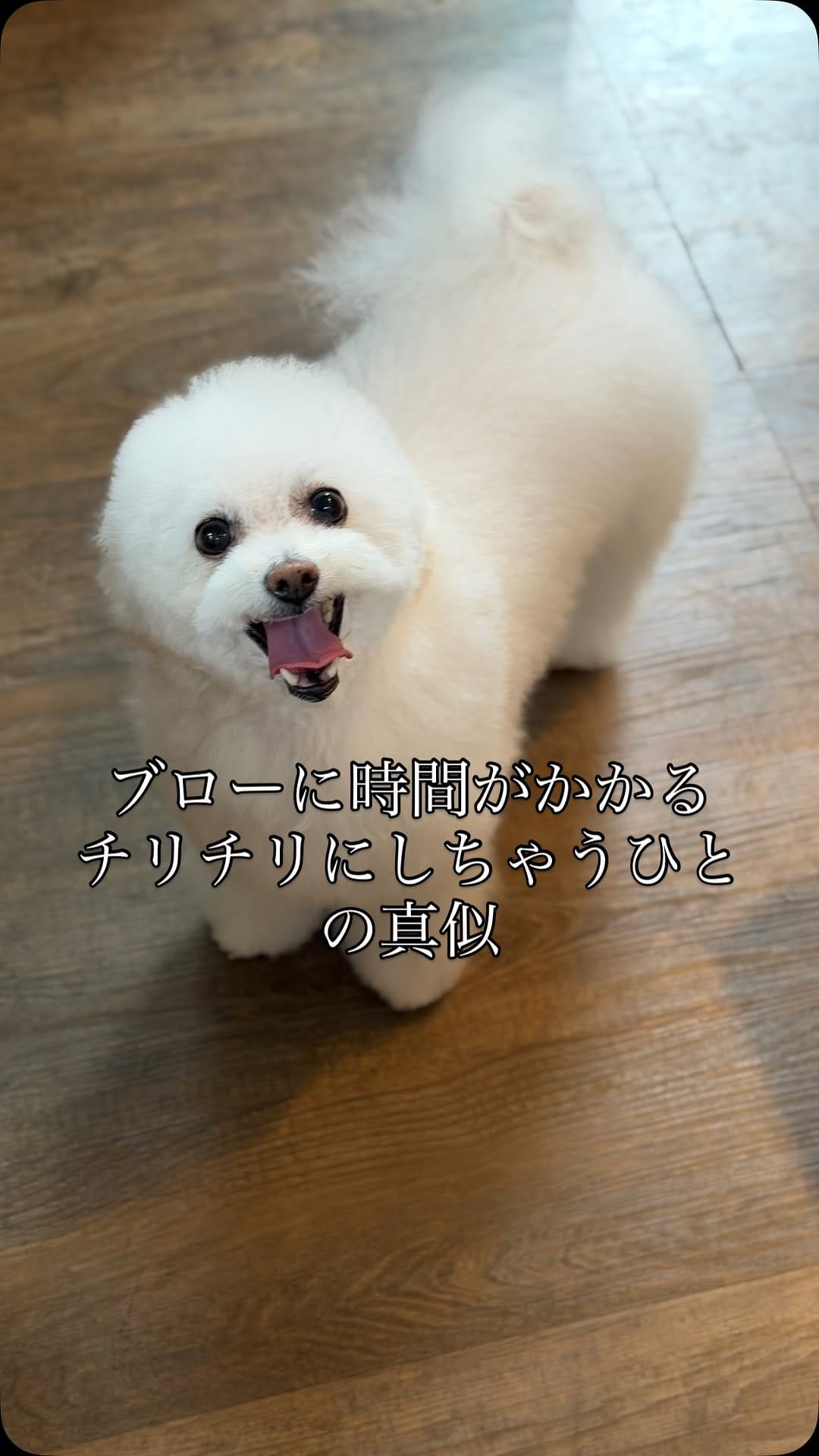 Post 3 by YUKARI UESUGI on Instagram (video)
