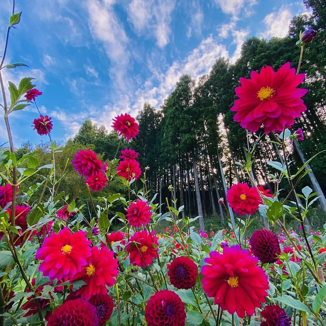 Post 5 by 埼玉県小鹿野町 on Instagram (carousel)