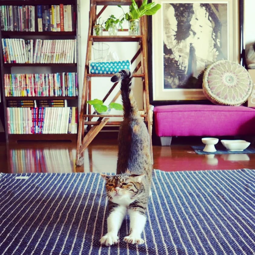Post 8 by 文筆家を目指す元ノラ猫 | にゃかのまさゆき on Instagram (image)