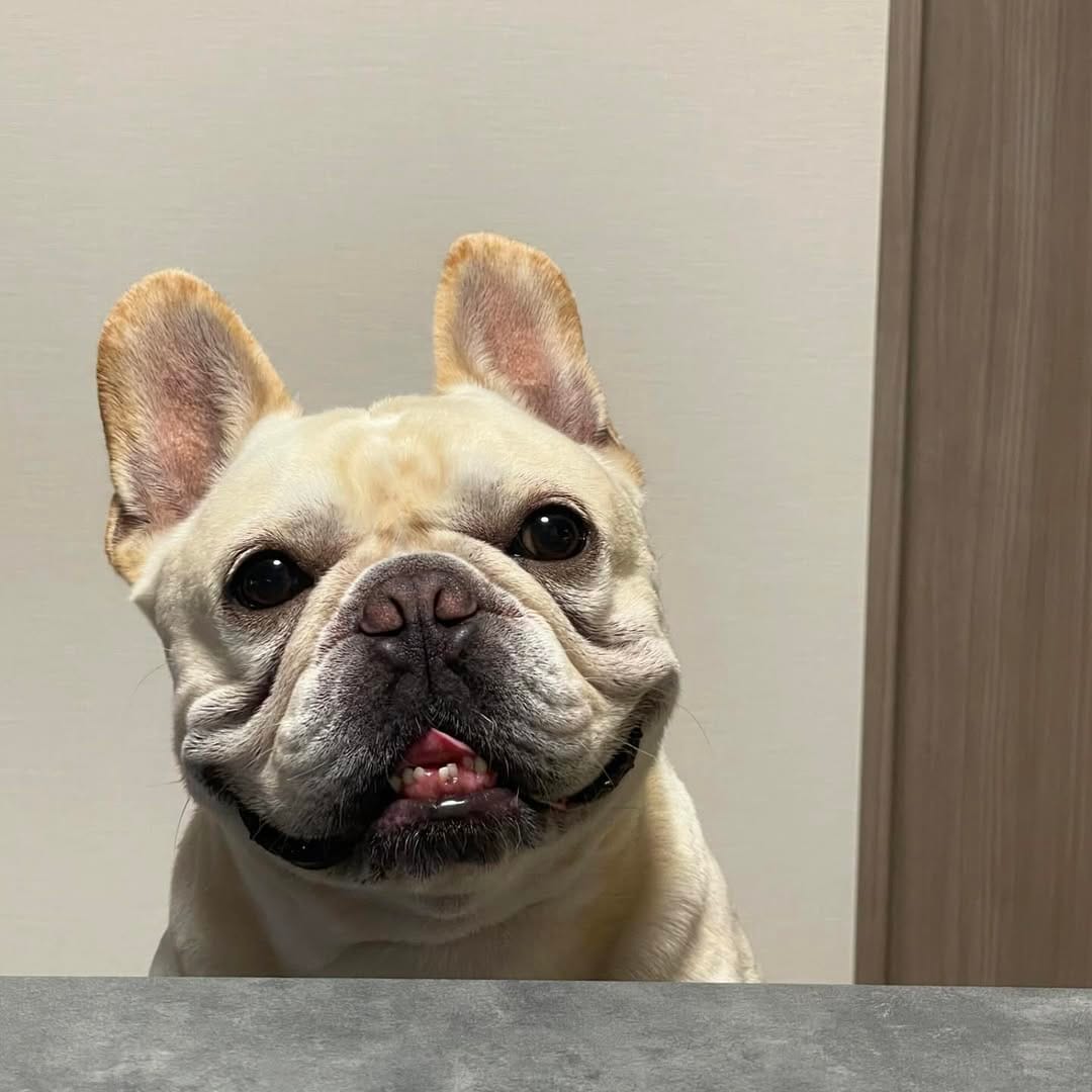 Post 9 by ポトフ🦭 on Instagram (carousel)