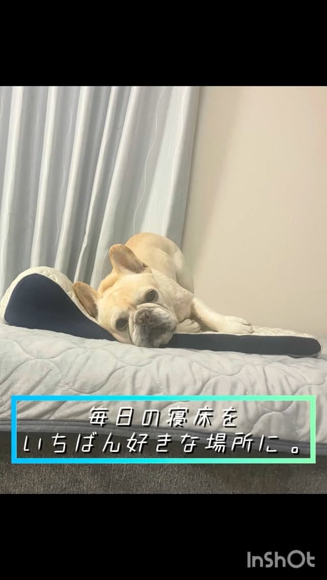 Post 1 by ポトフ🦭 on Instagram (video)