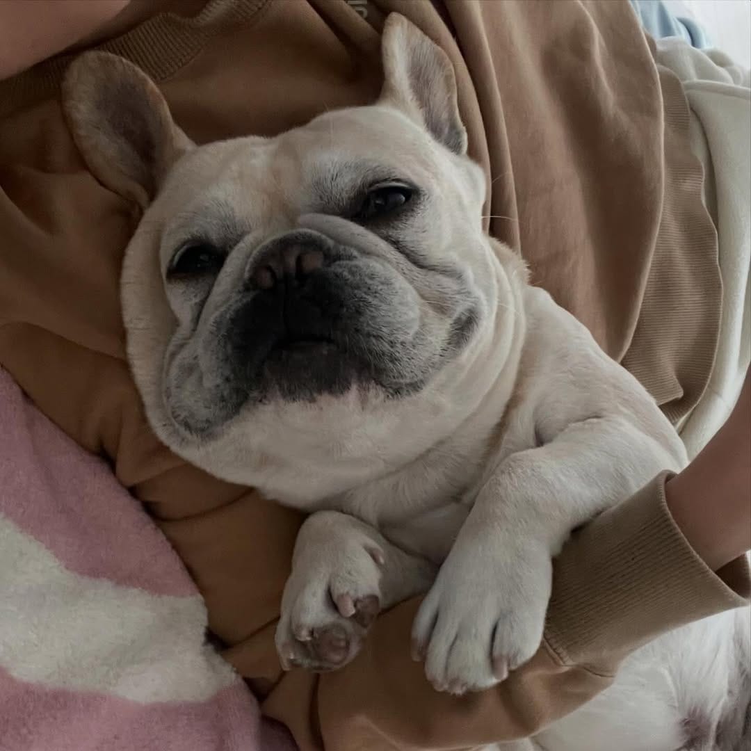 Post 8 by ポトフ🦭 on Instagram (carousel)