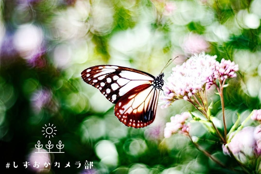 Post 2 by しずおかカメラ部⌇写真で伝える静岡の魅力🍊 on Instagram (image)