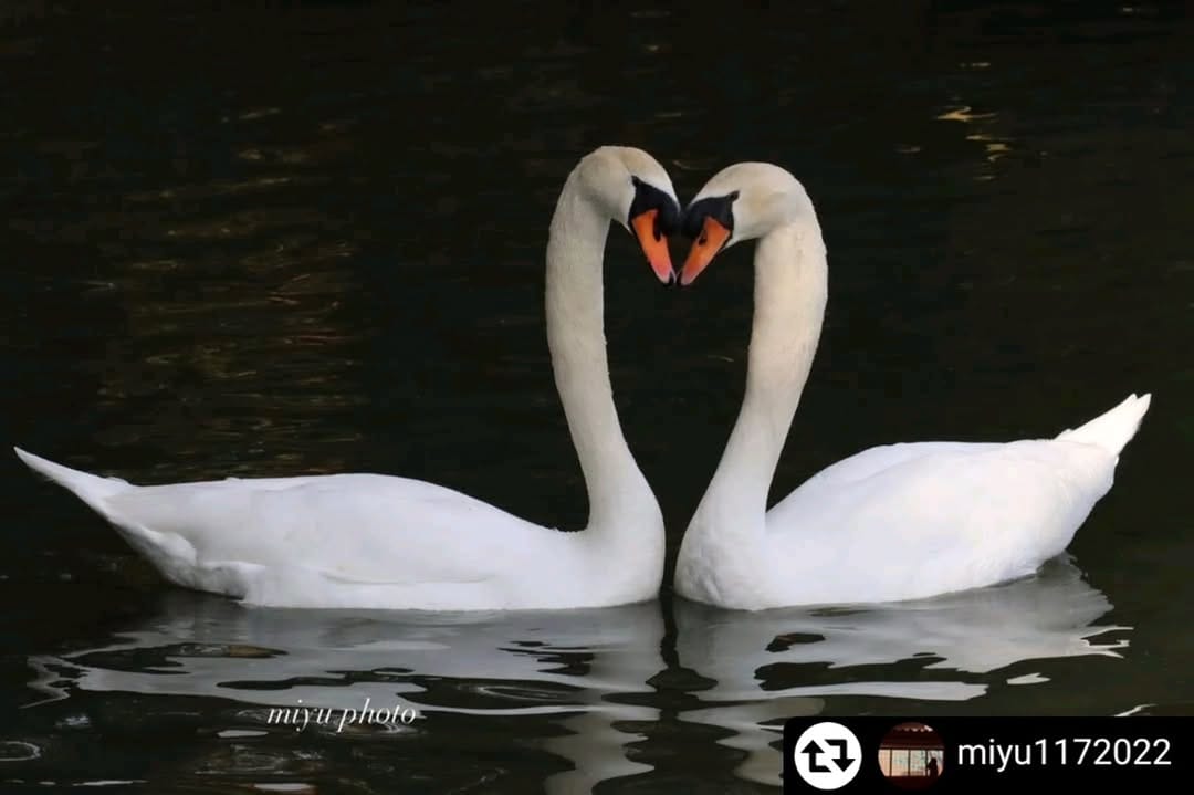 Post 5 by 岡山県 玉野市【公式】 on Instagram (carousel)
