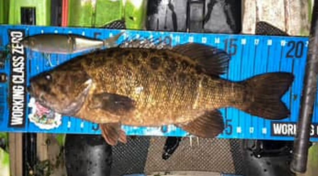 Post 3 by Swimbait Canada on Instagram (image)