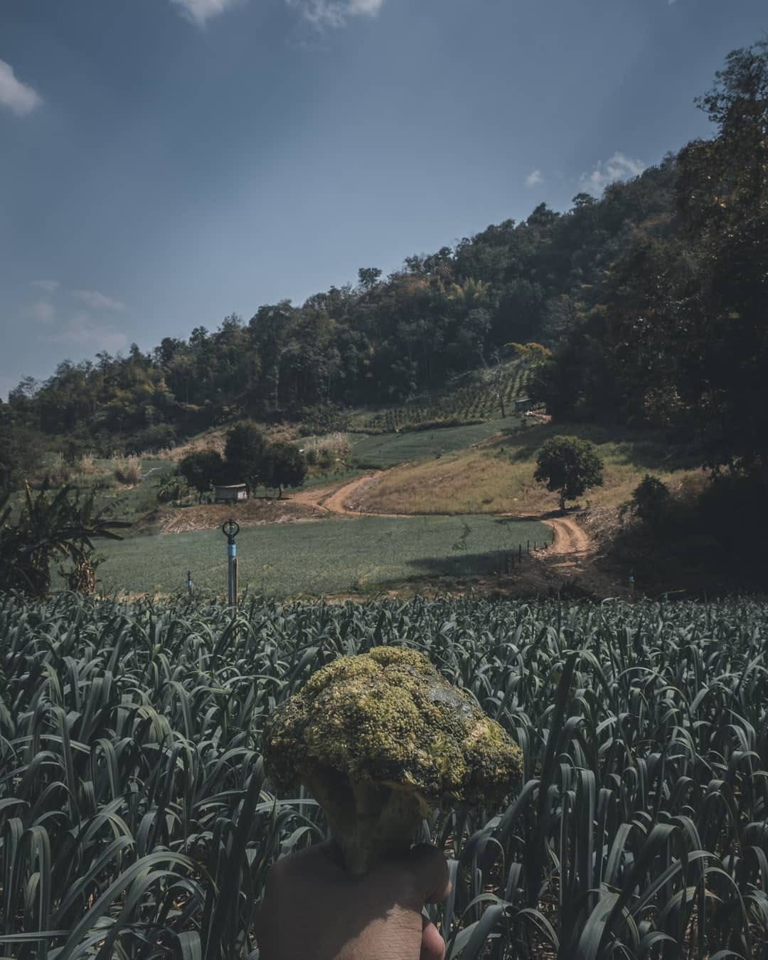 Post 9 by Chomp The Broc on Instagram (image)