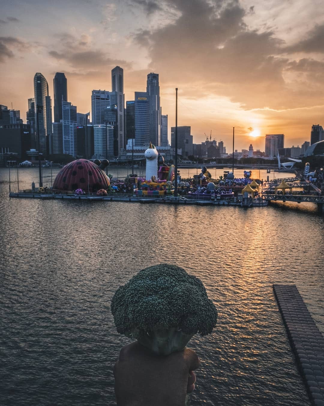 Post 4 by Chomp The Broc on Instagram (image)