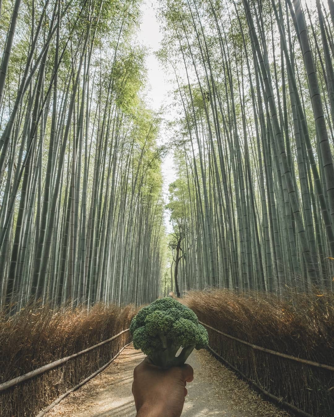 Post 3 by Chomp The Broc on Instagram (image)