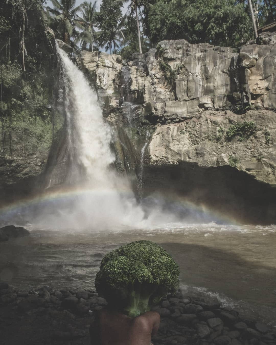 Post 10 by Chomp The Broc on Instagram (image)