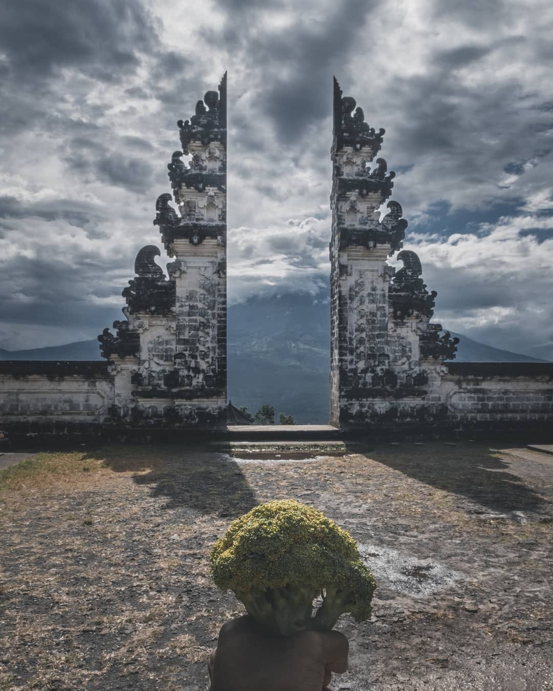 Post 6 by Chomp The Broc on Instagram (image)